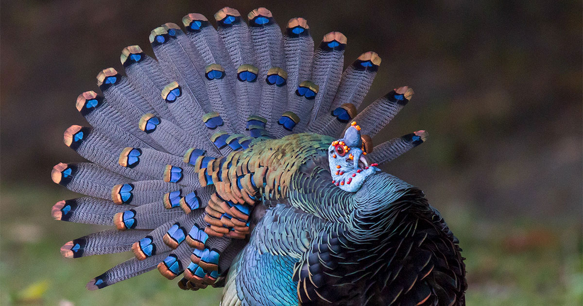 Ocellated Turkey.