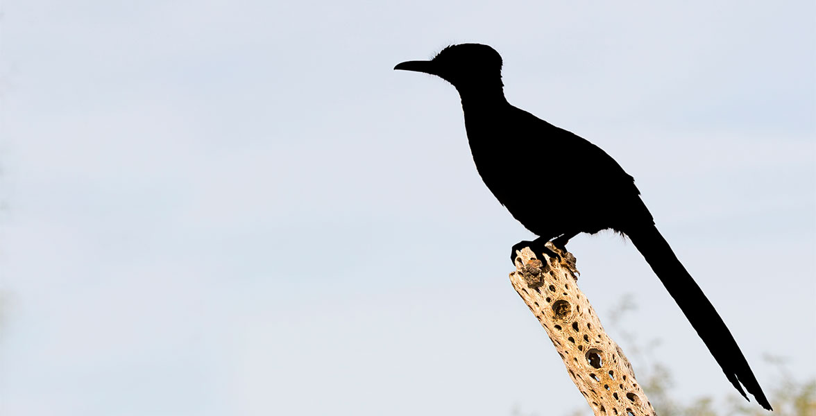 A silhouette of a bird perched on a tree covered in holes.