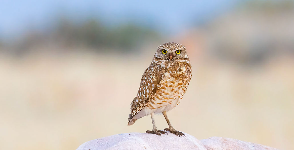 Burrowing Owl on Antelope Island at Great Salt Lake.