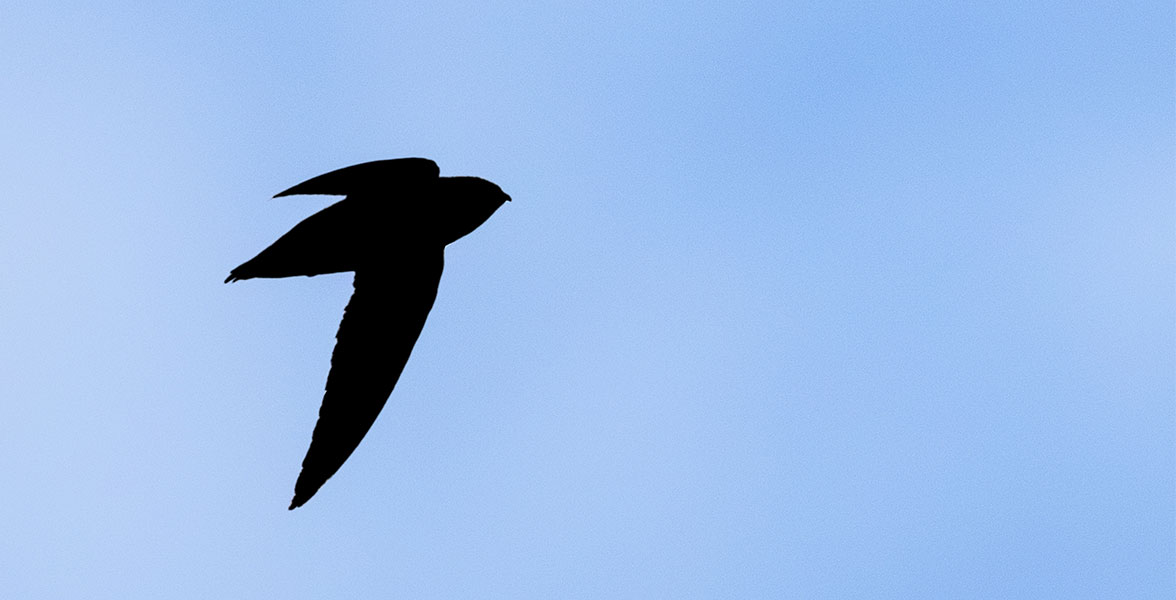 A silhouette image of a bird in flight.