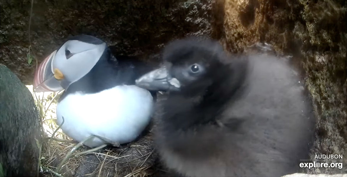 Atlantic Puffins in their burrow.