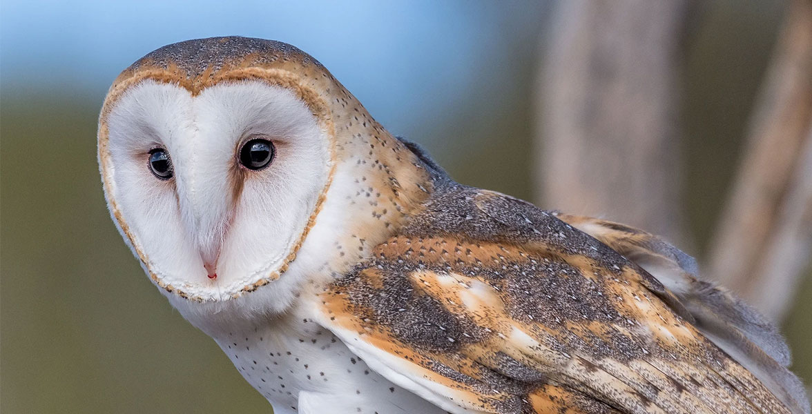 Barn Owl.