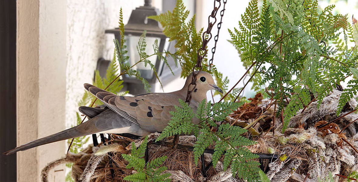 A Mourning Dove nests in a hanging planter basket.