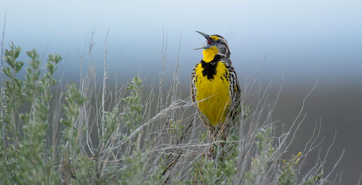 Western Meadowlark.