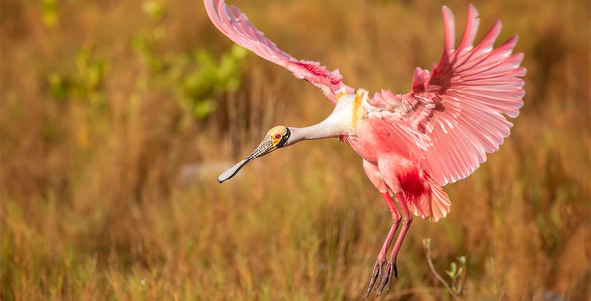 Roseate Spoonbill.