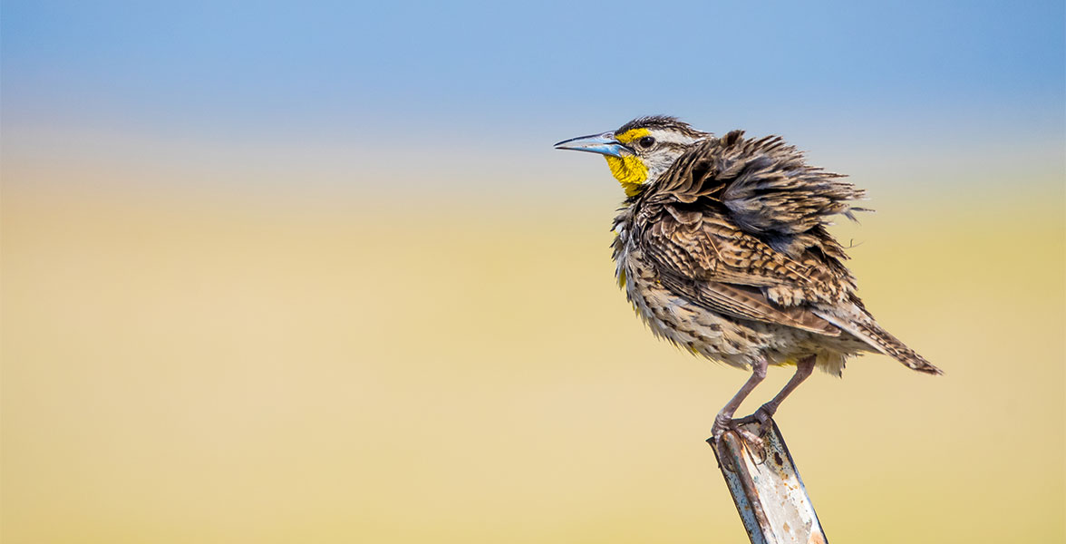 Western Meadowlark.