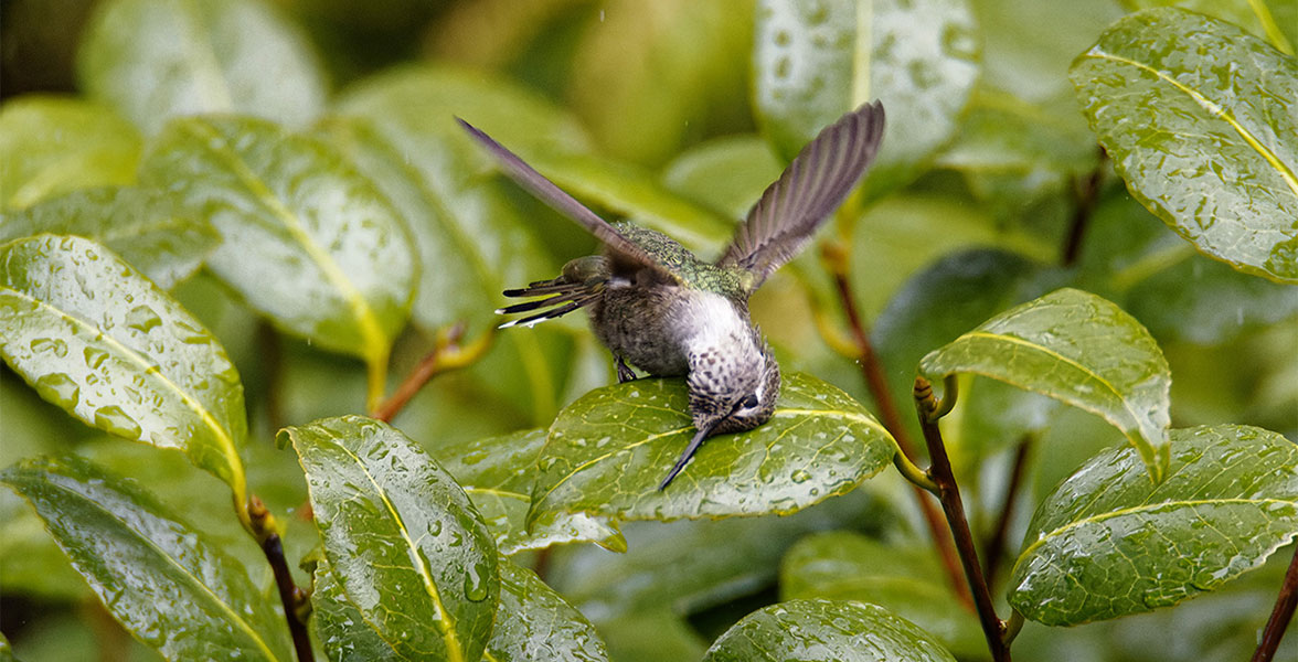 Water droplets collected on leaves help an Anna's Hummingbird keep clean.