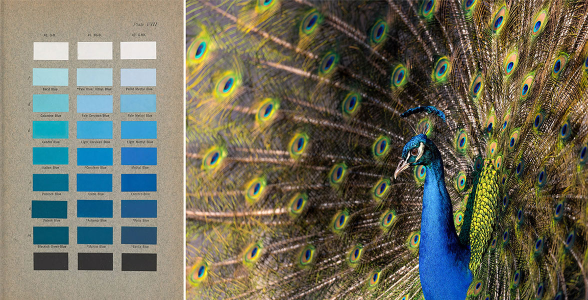 A page from Ridgway's Color Standards and Nomenclature featuring "Peacock Blue" (left); Indian Peafowl.