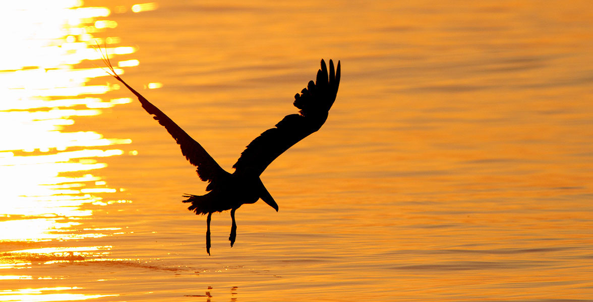 A silhouette of a bird by water.