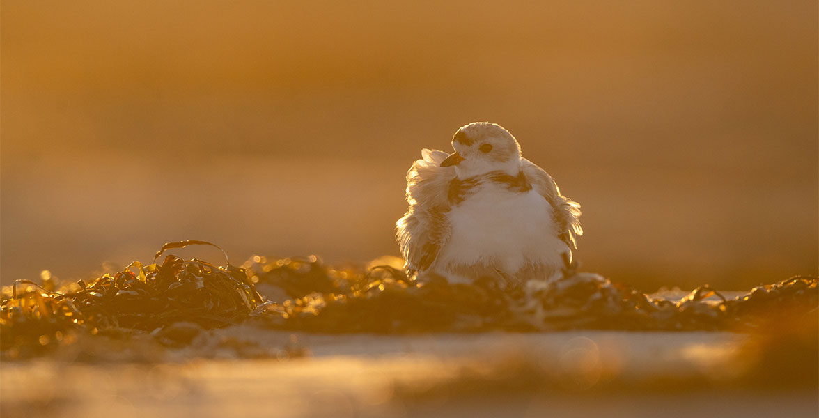 Piping Plover.