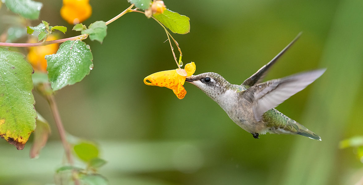 Ruby-throated Hummingbird.