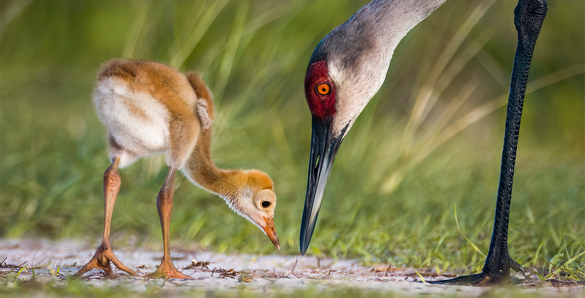 Sandhill Cranes.