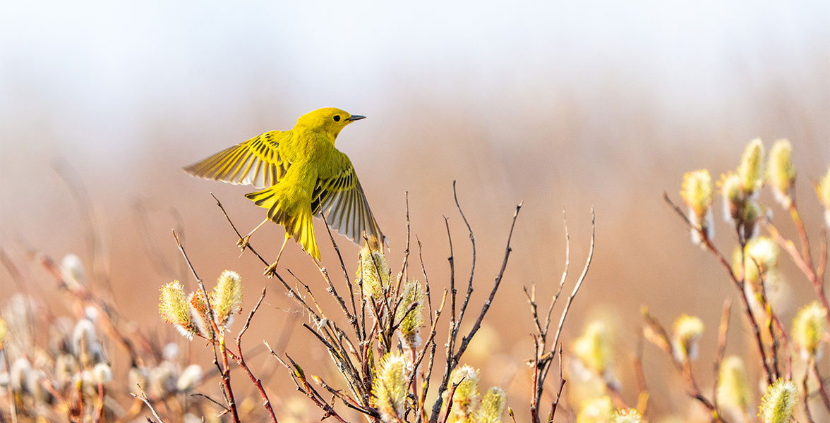 Yellow Warbler.