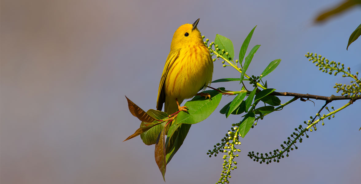 Yellow Warbler.