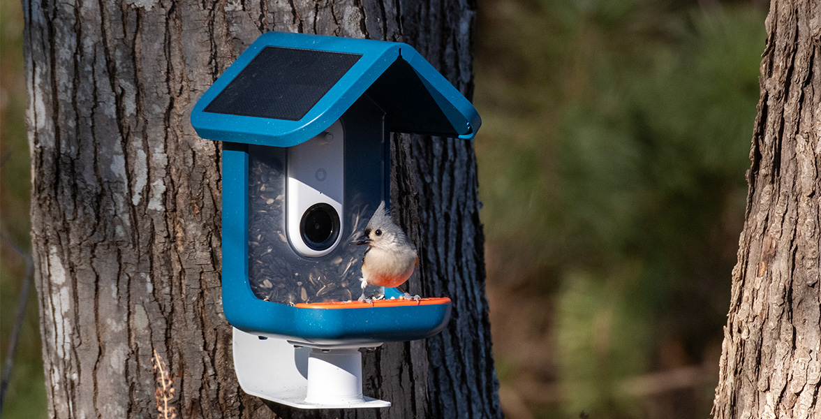 Tufted Titmouse.