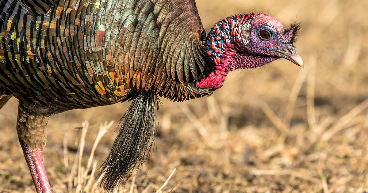 A male Wild Turkey with a very respectable beard.