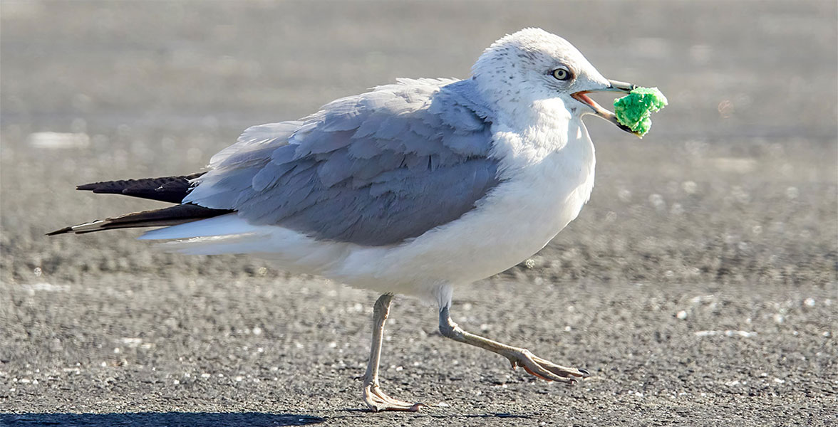 Ring-billed Gull enjoying a green bagel.