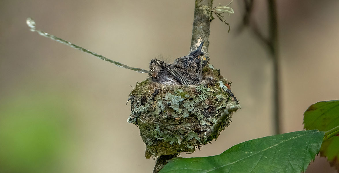 An Anna’s Hummingbird chick expels liquid waste from the nectar slurry hummer parents regurgitate to feed nestlings.