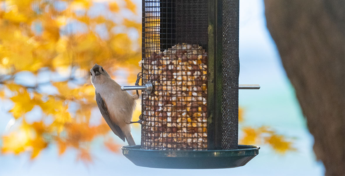 Tufted Titmouse.