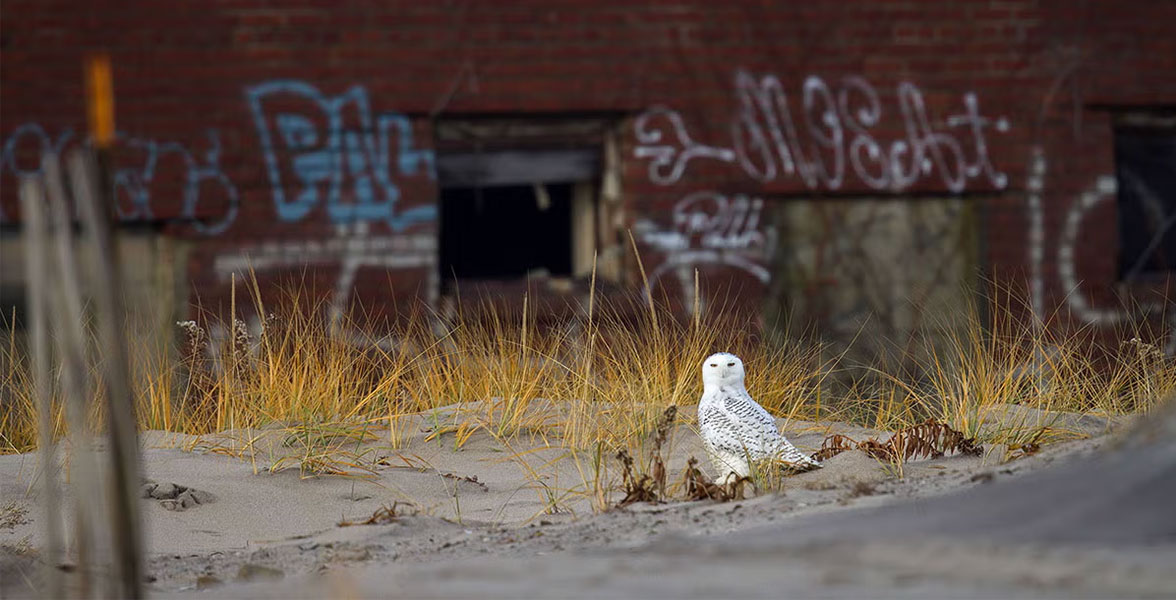 Snowy Owl.