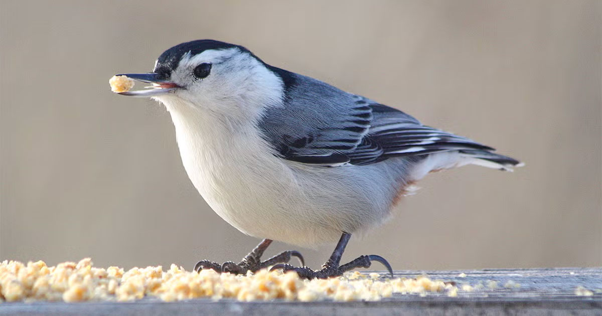 White-breasted Nuthatch.