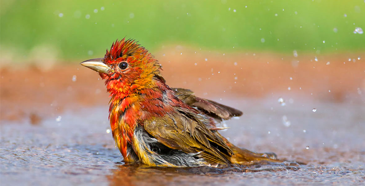 Summer Tanager.