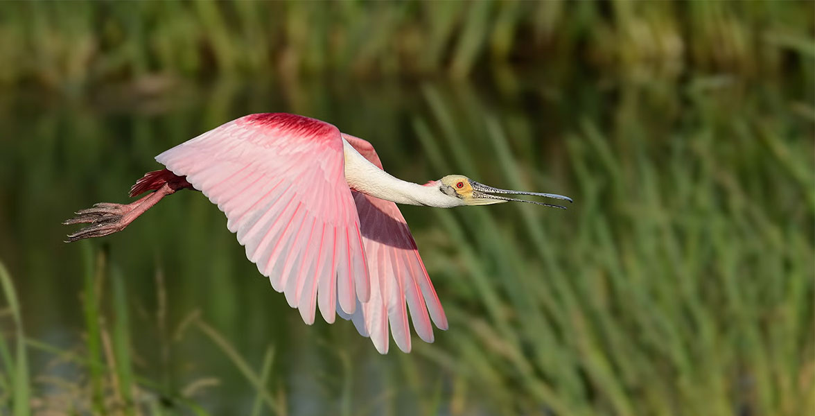 Roseate Spoonbill.