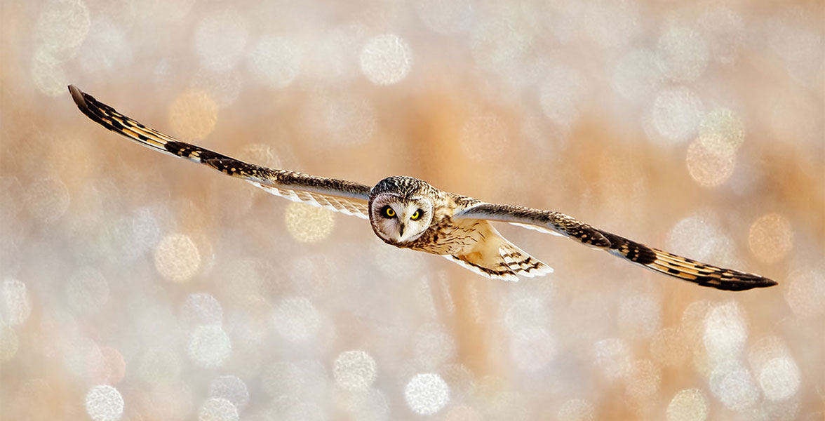 Short-eared Owl.