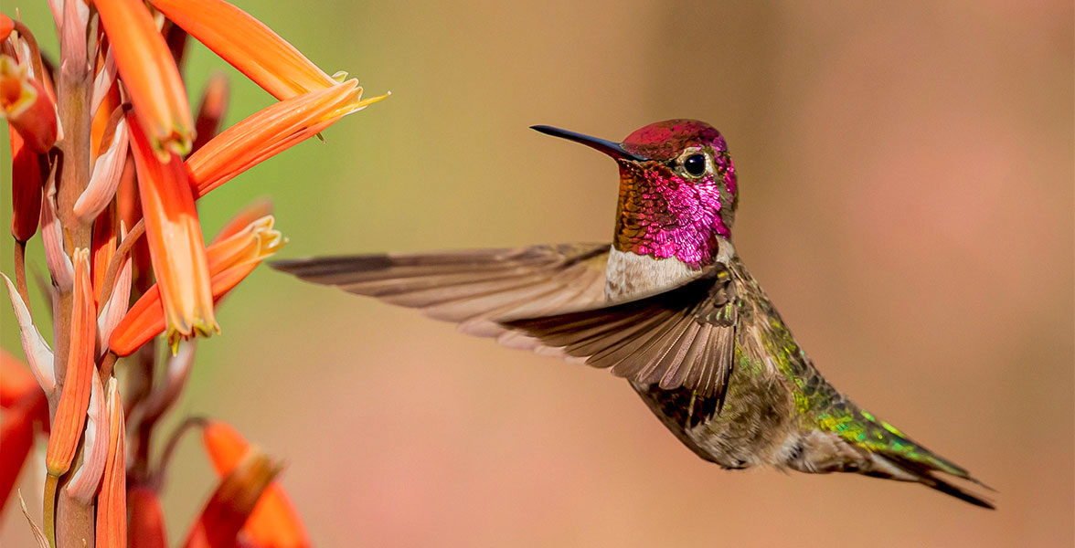 Anna's Hummingbird.