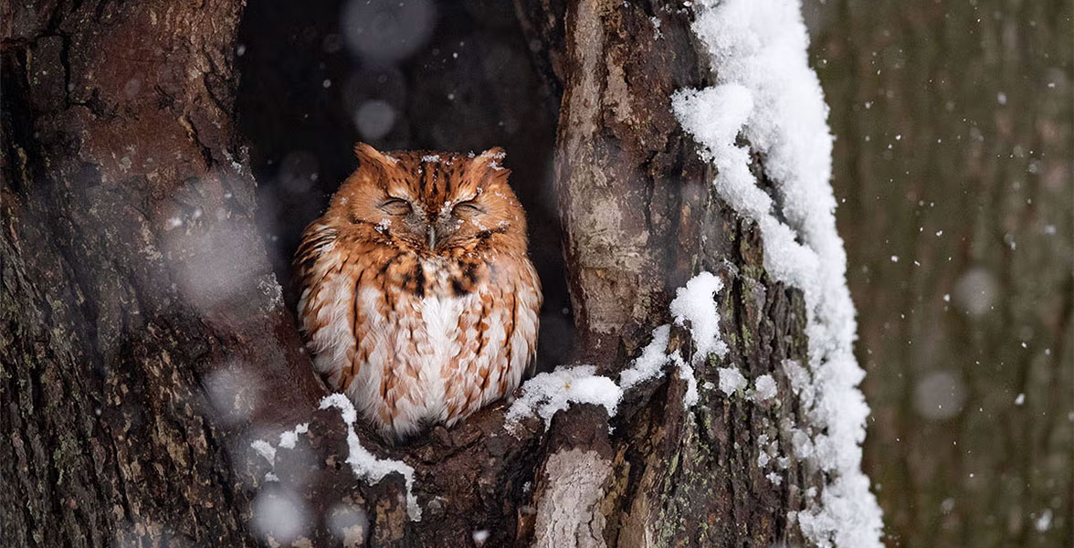 Eastern Screech-Owl.