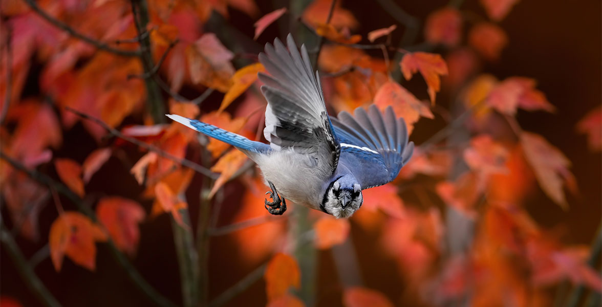 Blue Jay.