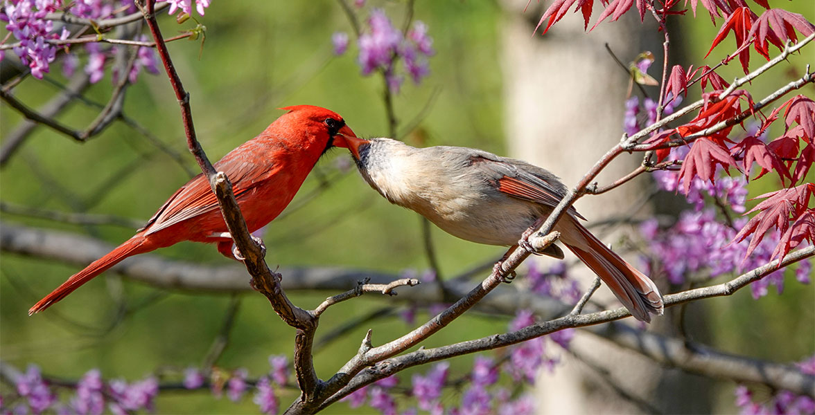 Northern Cardinals.
