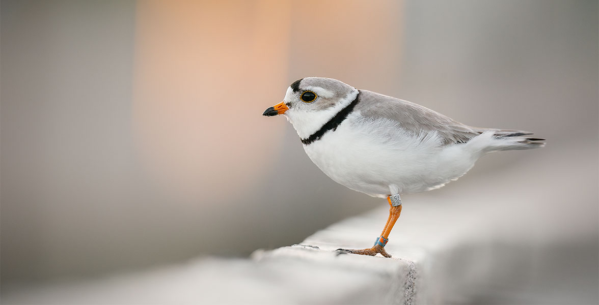 Piping Plover.
