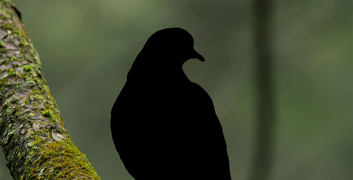 A silhouette of a bird perched on a tree.