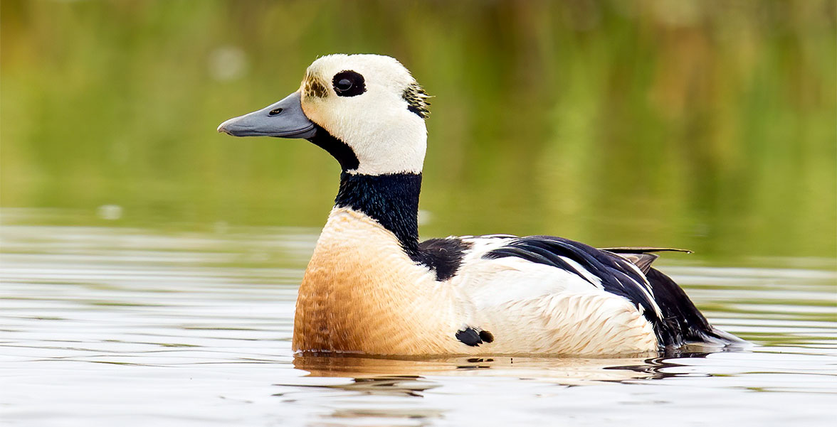 Steller's Eider.