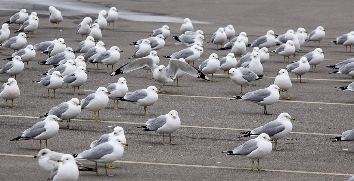 Ring-billed Gulls biding their time in a parking lot in Ohio.