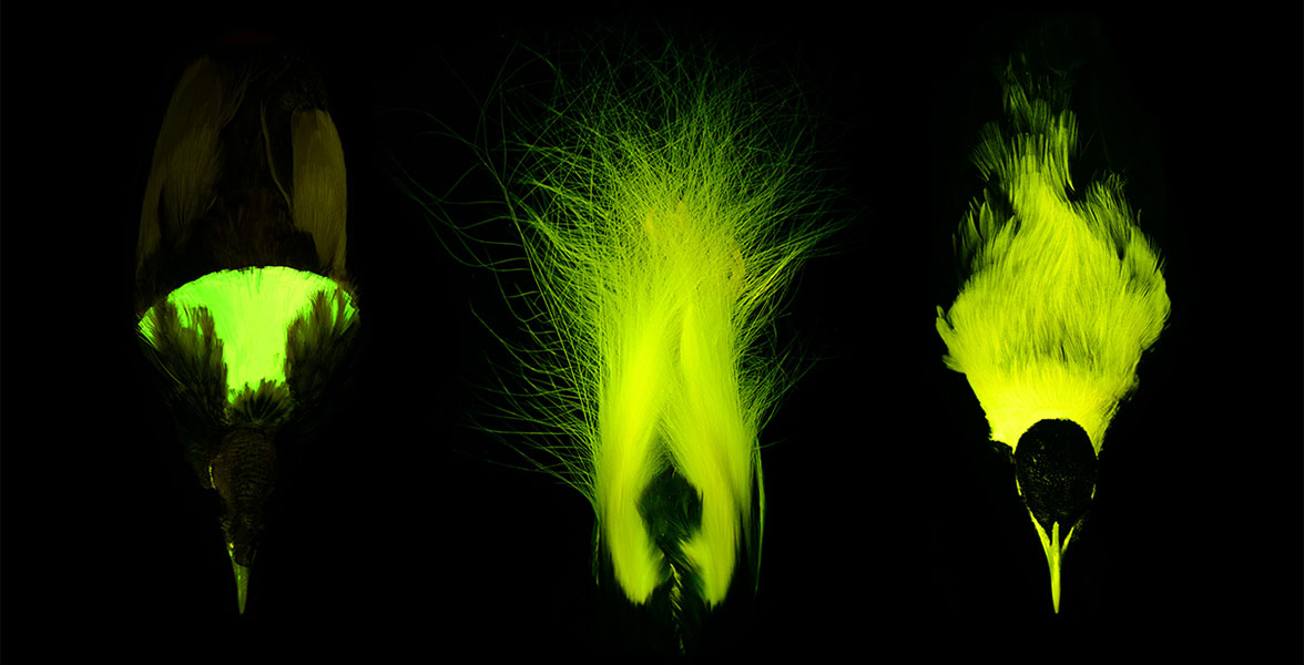 Three feathers from birds-of-paradise side by side glowing under UV light.