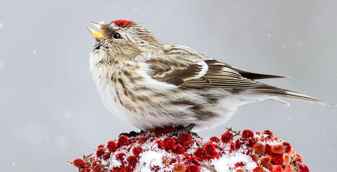 Common Redpoll.