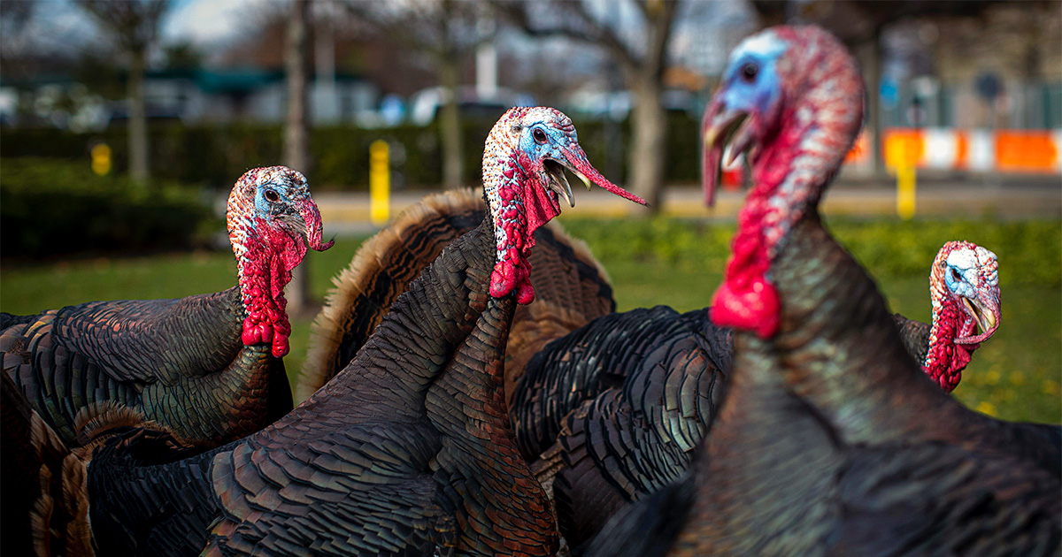 Wild Turkeys descend on Staten Island.