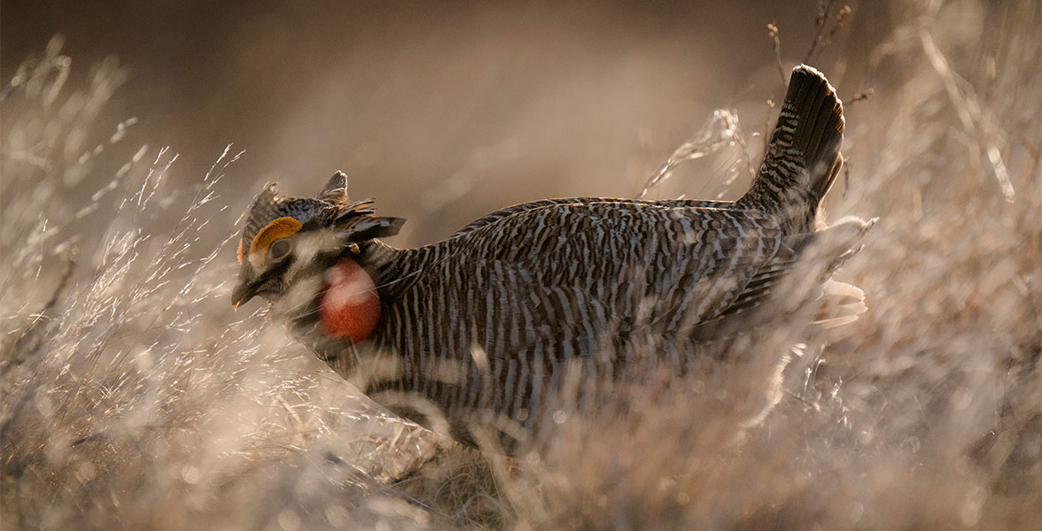 Male Lesser Prairie-Chickens inflate the red air sacs on the sides of their neck to produce boom calls as they dance on the lek.