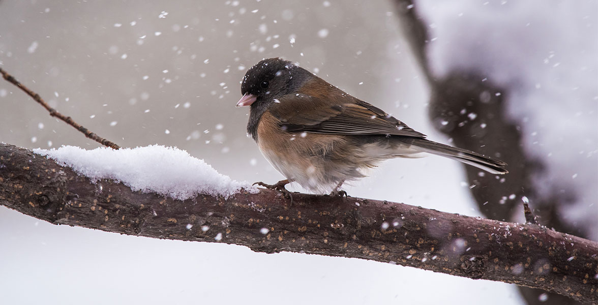 Dark-eyed Junco.