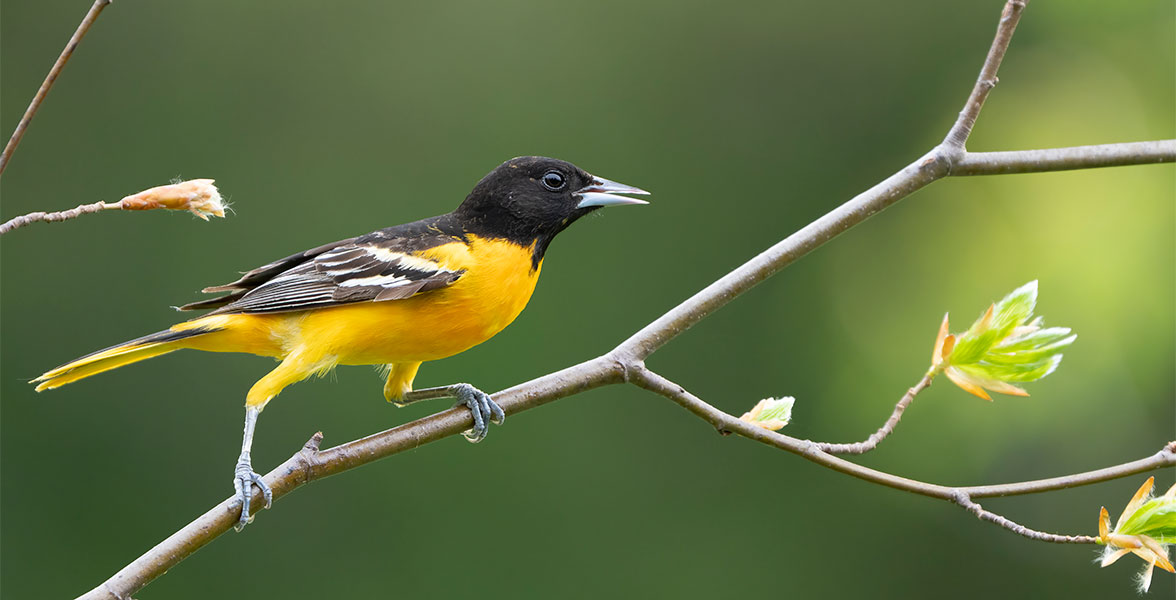 Baltimore Oriole.