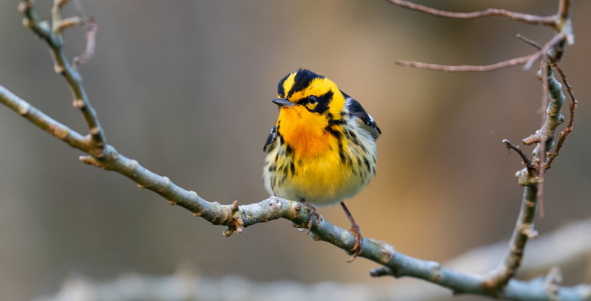 Blackburnian Warbler.