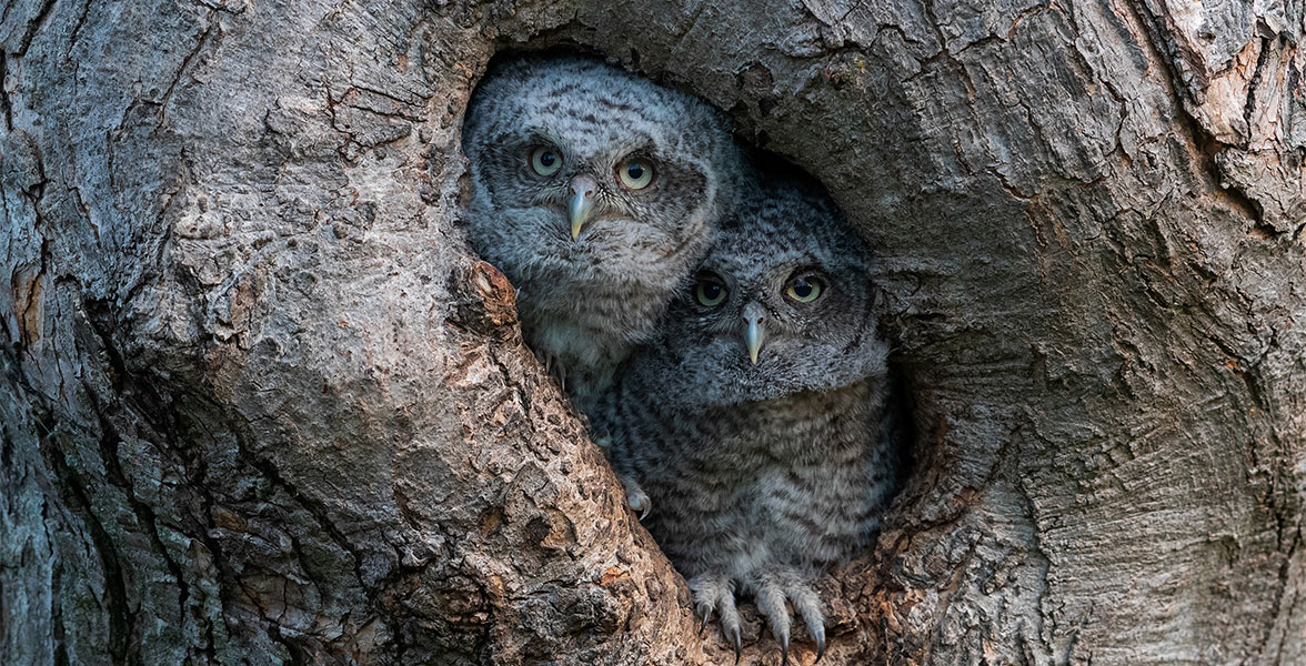 Eastern Screech-Owls.