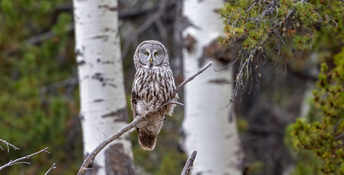 Great Gray Owl.