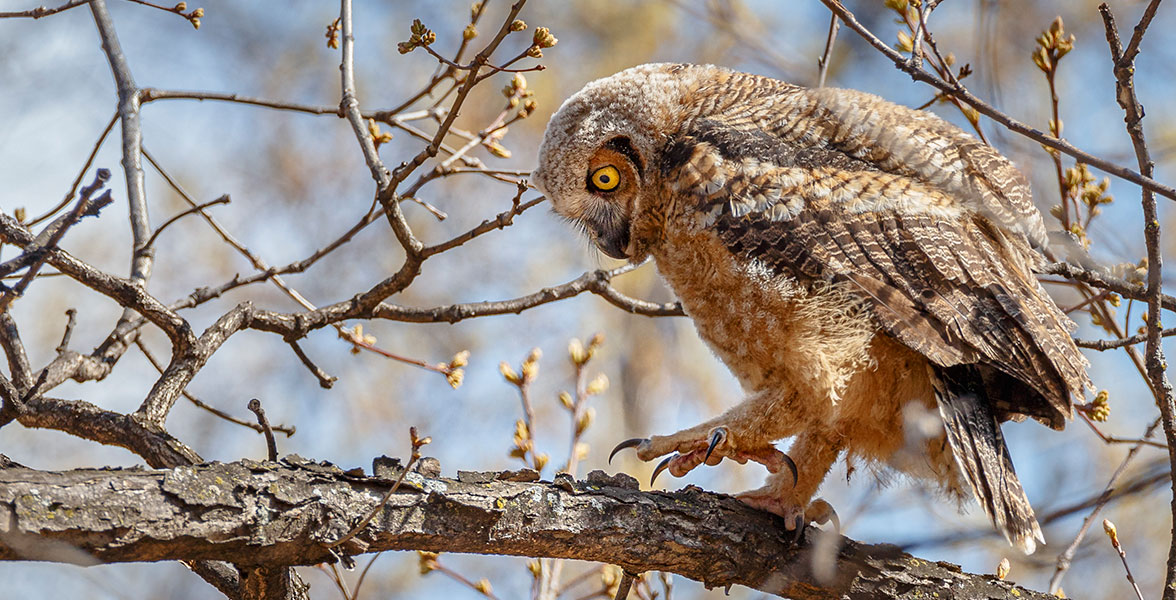 Great Horned Owl.