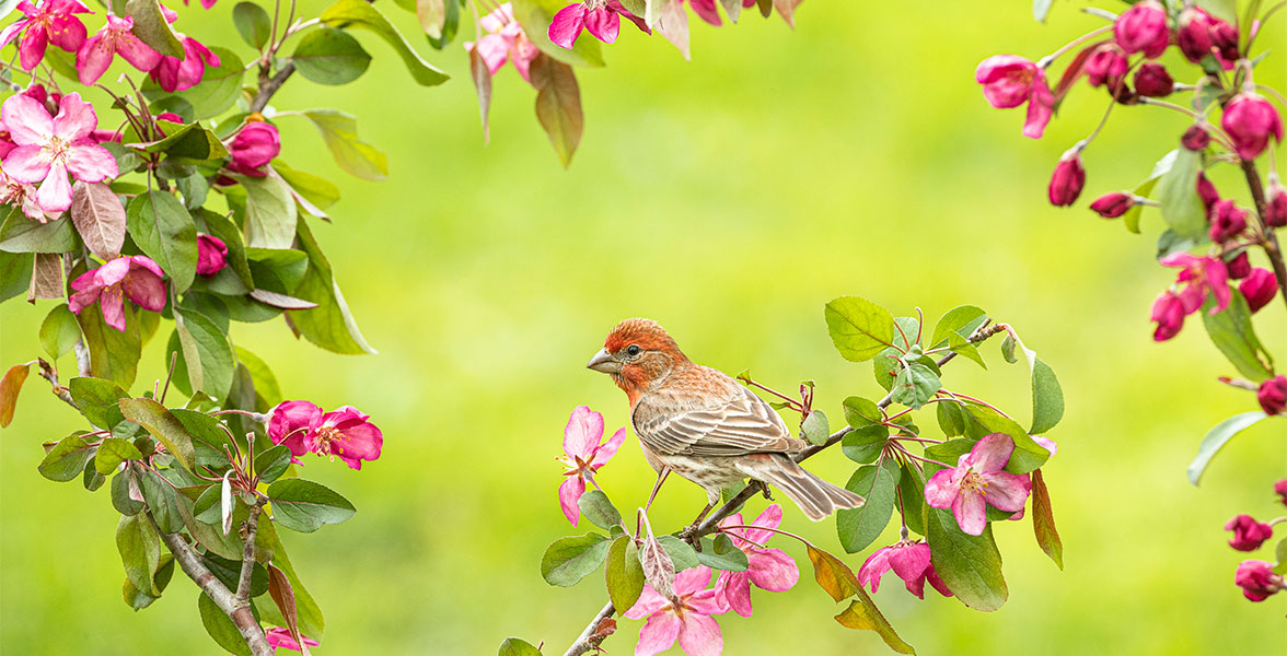 House Finch.