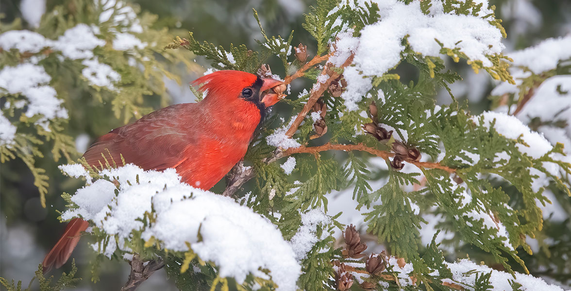 Northern Cardinal.