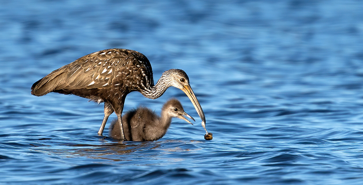 Limpkins.