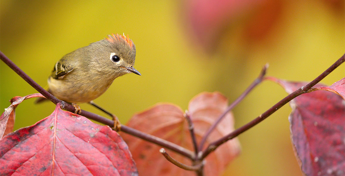 Ruby-crowned Kinglet.